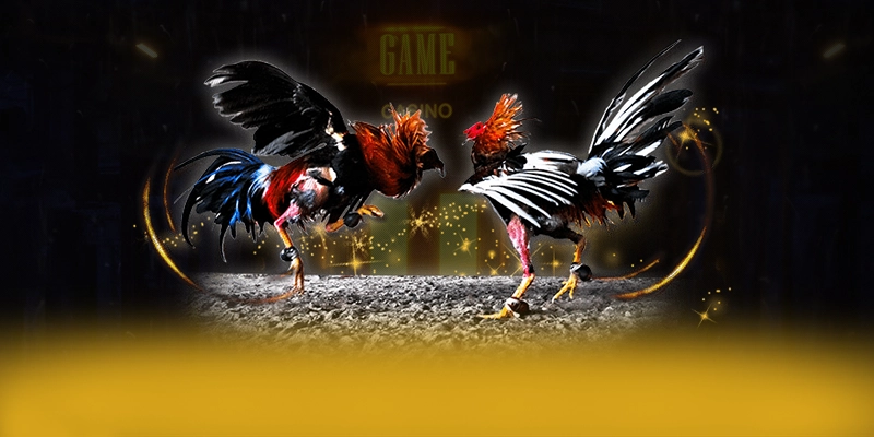 Sản phẩm nổi bật tại CONGA6789 Sản phẩm nổi bật tại CONGA6789