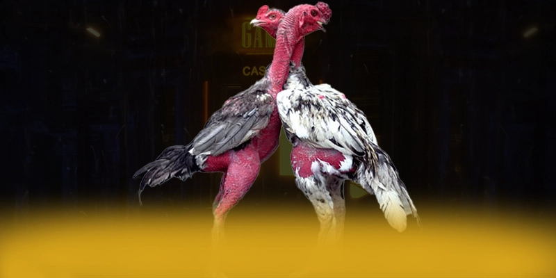 988bet - Nhà cái nhiều khuyến mãi siêu hot được giới cược thủ đánh giá cao – Tìm hiểu khuyến mãi độc quyền của 988bet 988bet - Nhà cái nhiều khuyến mãi siêu hot được giới cược thủ đánh giá cao – Tìm hiểu khuyến mãi độc quyền của 988bet