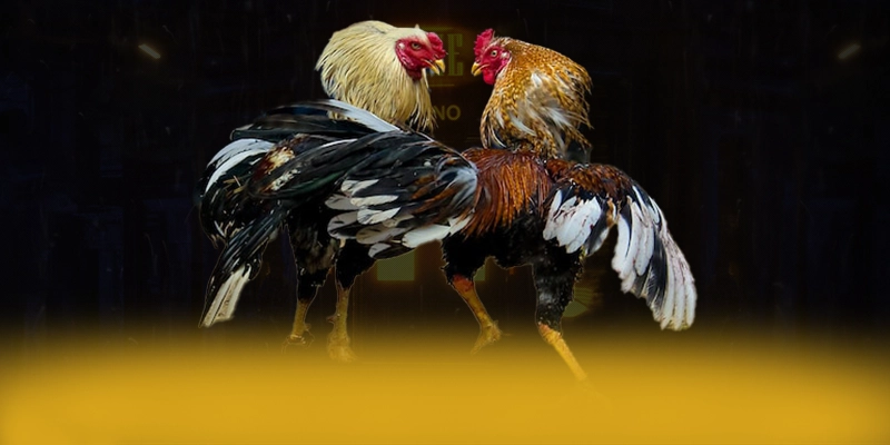 W88 - Sân chơi hiệu năng vượt trội được cộng đồng đánh giá cao W88 - Sân chơi hiệu năng vượt trội được cộng đồng đánh giá cao