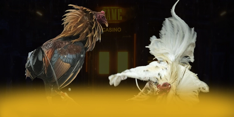 W88 – Cổng cá cược được đánh giá cao, được cộng đồng game thủ tin tưởng. W88 – Cổng cá cược được đánh giá cao, được cộng đồng game thủ tin tưởng.