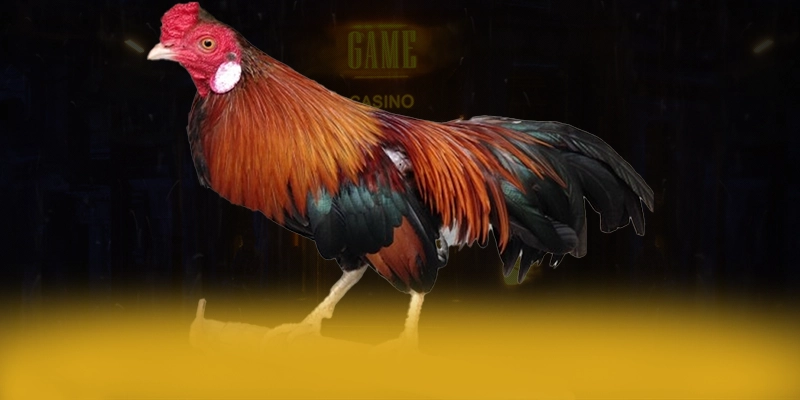 CONGA6789 - Nhà cái với chương trình tri ân lớn trên thị trường – Khám phá ưu đãi hot của CONGA6789