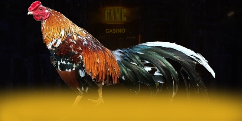 KUWIN - Ứng dụng giải trí được cộng đồng săn đón được quan tâm nhất – Điểm qua KUWIN KUWIN - Ứng dụng giải trí được cộng đồng săn đón được quan tâm nhất – Điểm qua KUWIN