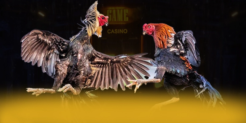 UU88 - Tổng quan về thương hiệu dành cho người chơi.