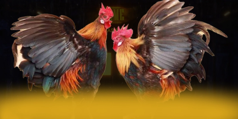 Điểm nổi bật tại SA88 - Nhà cái phổ biến nhất được quan tâm
Điểm nổi bật tại SA88 - Nhà cái phổ biến nhất được quan tâm