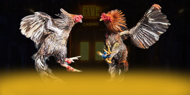 VWIN - Đánh giá chung về thương hiệu với góc nhìn khách quan. VWIN - Đánh giá chung về thương hiệu với góc nhìn khách quan.