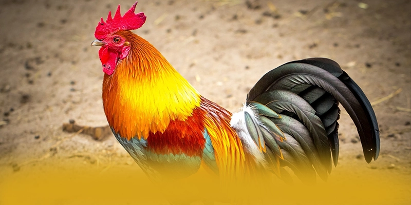 SUNWIN - Thương hiệu tốc độ cao trong giới game thủ SUNWIN - Thương hiệu tốc độ cao trong giới game thủ