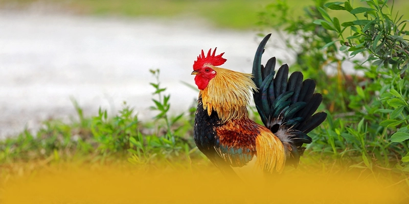 tài xỉu online - Tóm tắt nội dung dành cho người chơi.