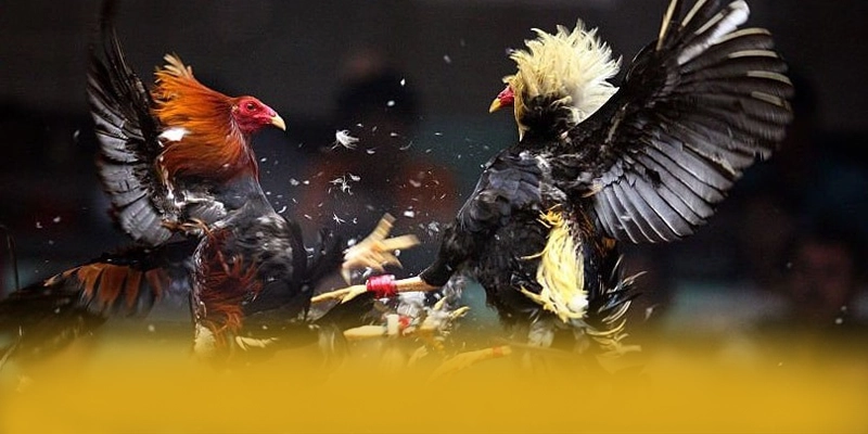 W88 - Trang game chất lượng tại Việt Nam W88 - Trang game chất lượng tại Việt Nam