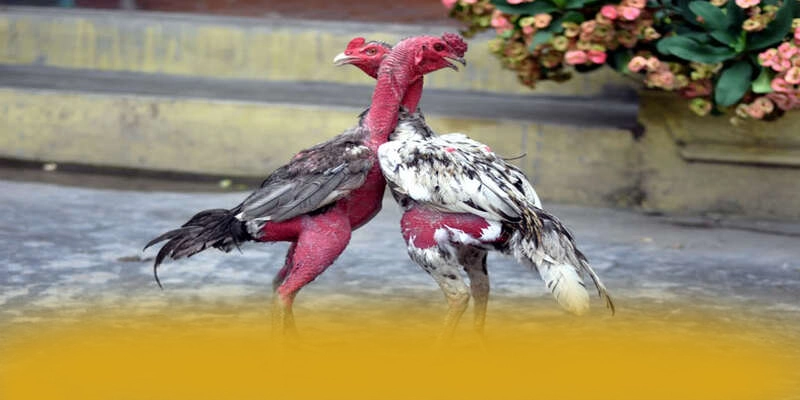 W88 - Hệ thống trò chơi trực tuyến mang đến thế giới game đa dạng hiện nay – Khám phá sản phẩm hấp dẫn của W88 W88 - Hệ thống trò chơi trực tuyến mang đến thế giới game đa dạng hiện nay – Khám phá sản phẩm hấp dẫn của W88