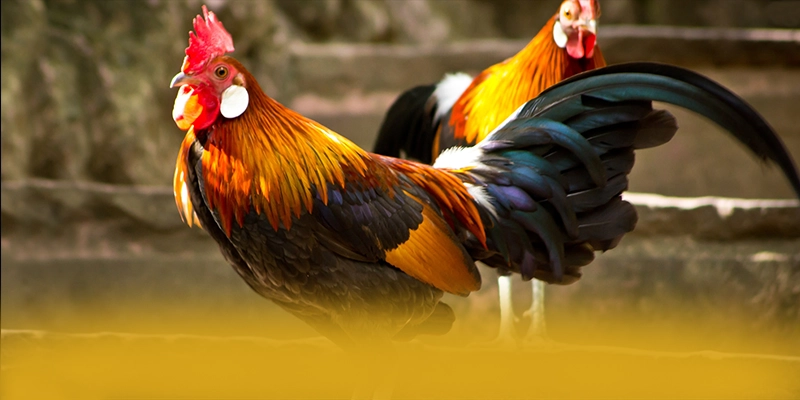 NK88 - Cổng giải trí giá trị nhất được giới cược thủ đánh giá cao – Trải nghiệm ưu đãi hấp dẫn cùng NK88 NK88 - Cổng giải trí giá trị nhất được giới cược thủ đánh giá cao – Trải nghiệm ưu đãi hấp dẫn cùng NK88