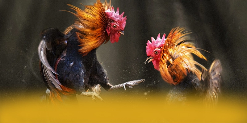 AU88 - Lời kết với góc nhìn khách quan. AU88 - Lời kết với góc nhìn khách quan.