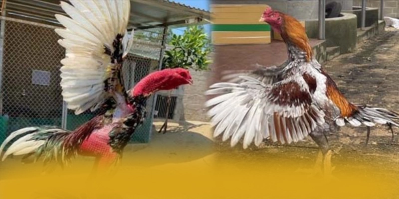 RR99 - Đánh giá chung về thương hiệu một cách tổng quan. RR99 - Đánh giá chung về thương hiệu một cách tổng quan.